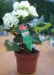 Begonia weiß 2  bearb.jpg